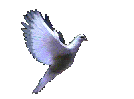dove-0987.gif